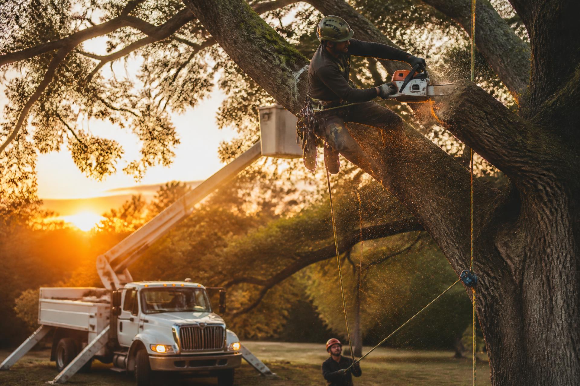 Tree Removal